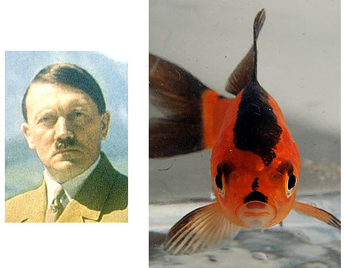 Hitlerfish!