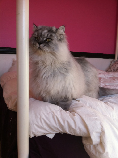 cat kween