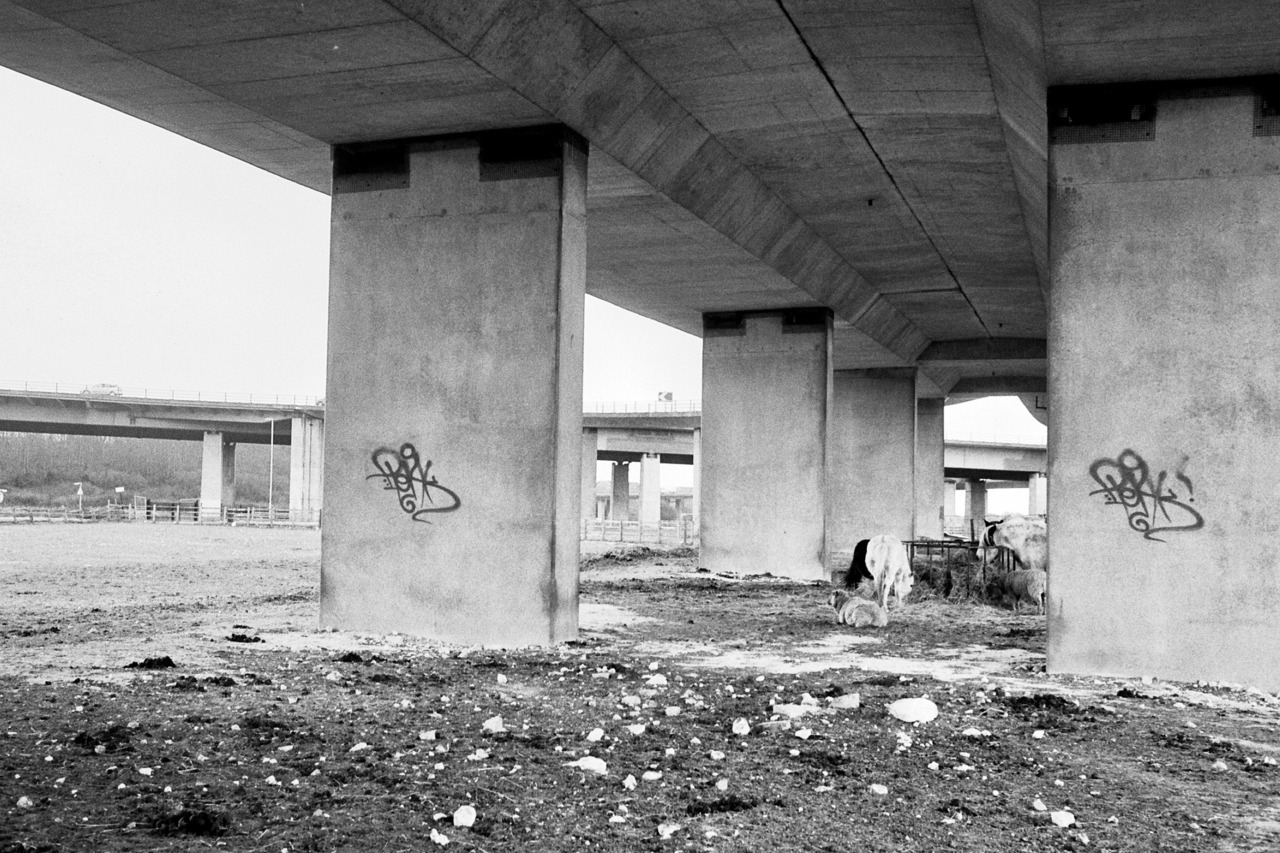 oneone365:  Farm Under The Flyover. Leica M6, Summicron 35mm, Neopan 400. Photo taken