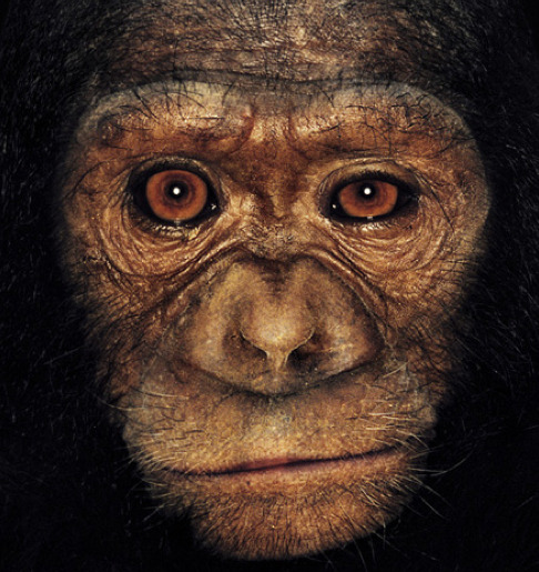 Here’s an awesome photoset from James Mollison of great ape portraits. They are absolutely stu