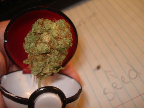 thatsgoodweed:  dank, i choose you 