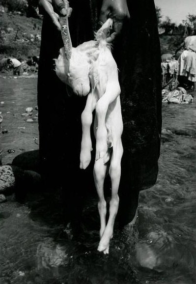 Graciela Iturbide / Sacrificio