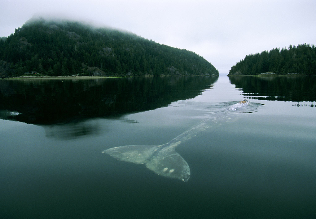 erickimberlinbowley:  The Loneliest Whale in the World. In 2004, The New York Times