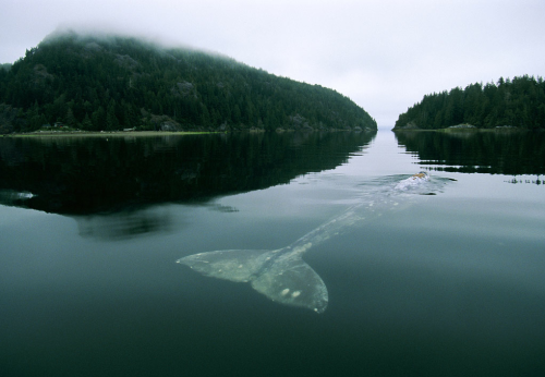 erickimberlinbowley:The Loneliest Whale in the World.In 2004, The New York Times wrote an article ab