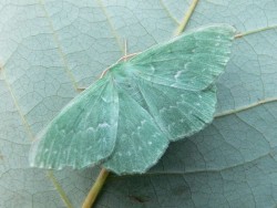 vegan-patisserie:  Emerald moth 