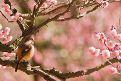 traveling-the-world:  Kagawa, Japan By neginegi 