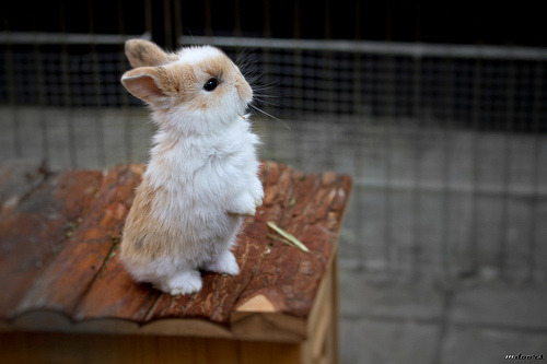 ohhh, you little cute thing!