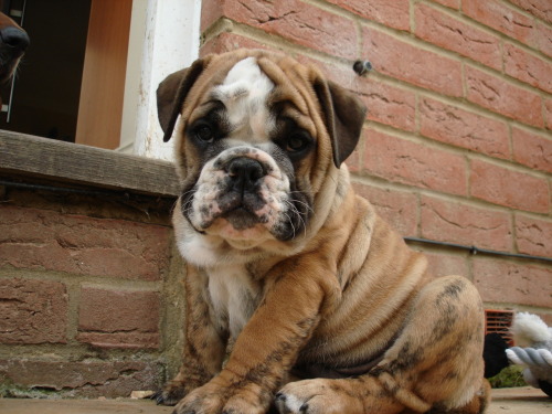 #CantResistTheCuteness ohyeahadorablepuppies: Hodge, male bulldog puppy Submitted by lattebunny