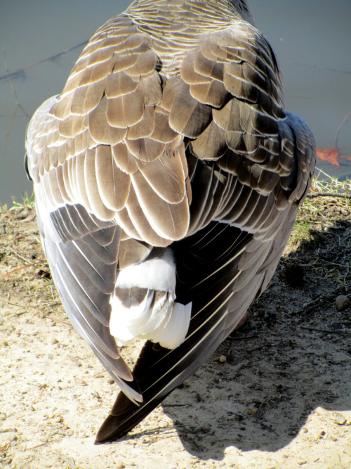 Last goose!spam, this one taken a few days ago when things were sunnier, and warmer.