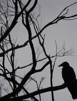 auvreae:  Forest Raven. Photo taken by heartfirstintohell,