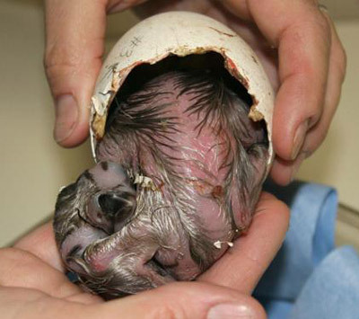 Zookeepers used tweezers to help the baby vulture break out of the shell.