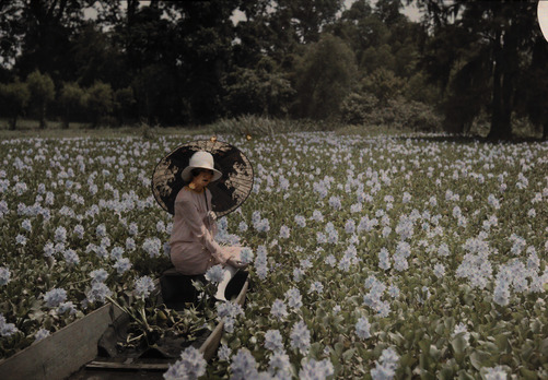 youngrabbit:   A woman wades through water hyacinths on a pond near New Orleans.