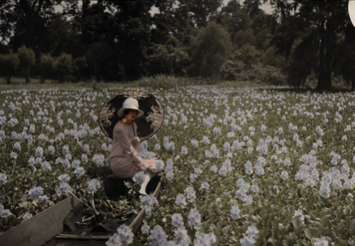 cailleboat:A woman wades through water hyacinths on a pond near New Orleans. 
