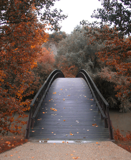 Samhain Dreams