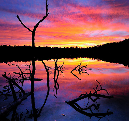 fuckyeahunitedstates:Ottowa National Forest, Michiganfirst thought: IF THIS IS MICHIGAN, THEN WHERE 