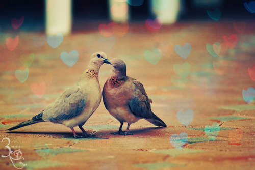 O amor não tem regras , ele apenas acontece.