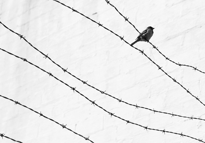 brooklyntheory:  Bird on a Wire, Fort Greene 