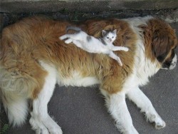 rav3nnoir:  Kitten laying on St. Bernard.