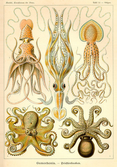 tentacle spectacle