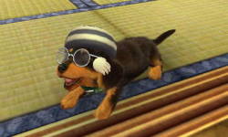hipster dog ds