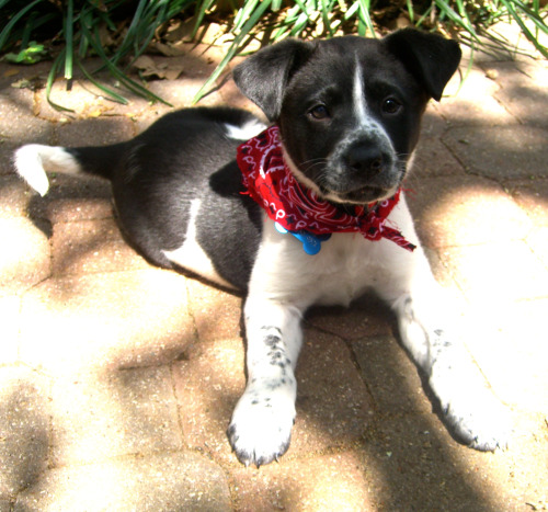 ohyeahadorablepuppies: My puppy, Charlie, a few days after we brought him home from treatment/recove