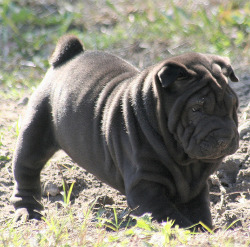 fyeahwrinklydogs:  And finally, my favorite digging wrinkle, the shar pei! Tune in tomorrow for the fantastic conclusion of wrinkly digging — the bulldogs! 