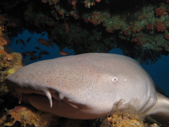 Nurse Shark | Dave Bretherton