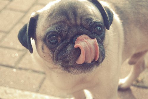 Viva Love