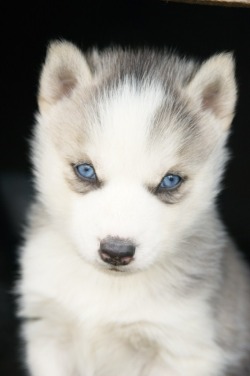 itsbammbamm:  i want :(  OMFG.