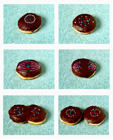 tastefullyoffensive:  Donut Mitosis