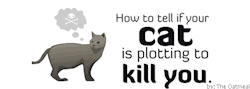 ihazmanyhappys:  How to tell if your cat