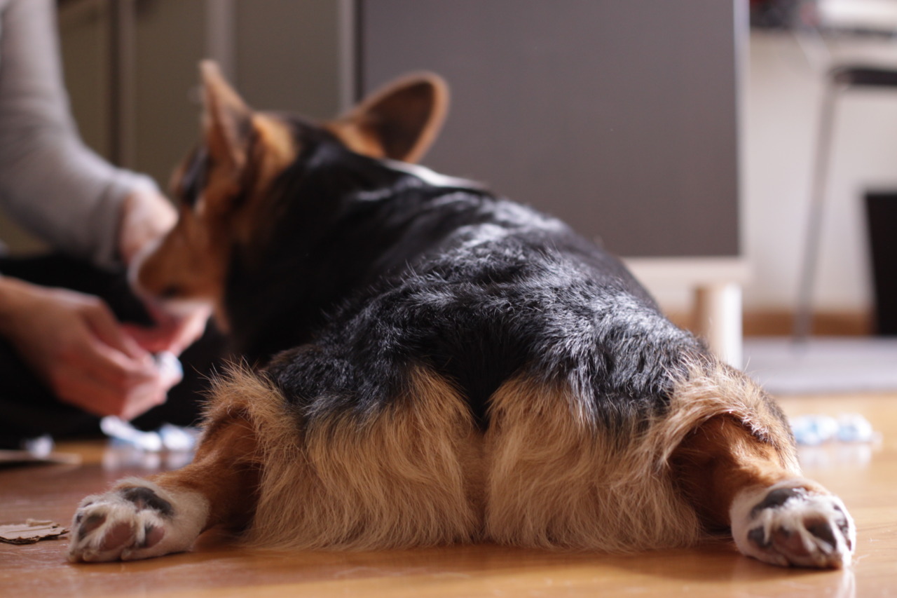 corgi kilt