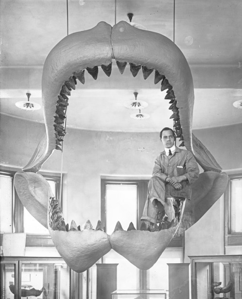 scipsy:  This photo was taken while the fossil jaws of a prehistoric shark, or Carcharodon megalodon