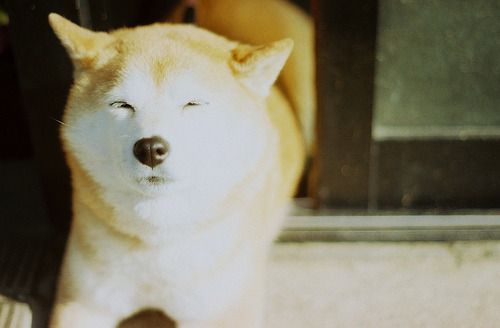 bluelungs:  (by nijntjee)