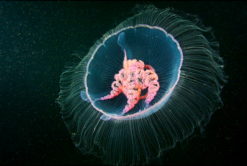 kateoplis:  Moon jelly by Alexander Semenov 