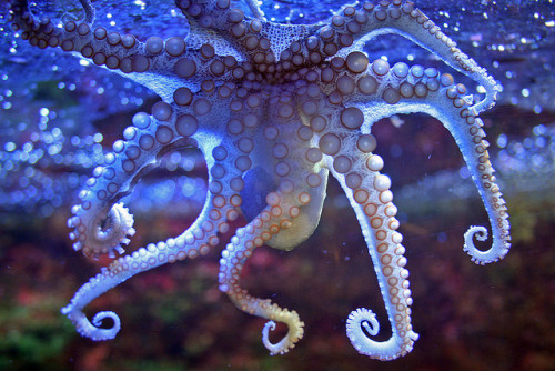 aye-its-allisonrae.tumblr.com/post/4213747980/