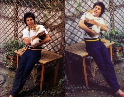 Freddie Mercury's cats