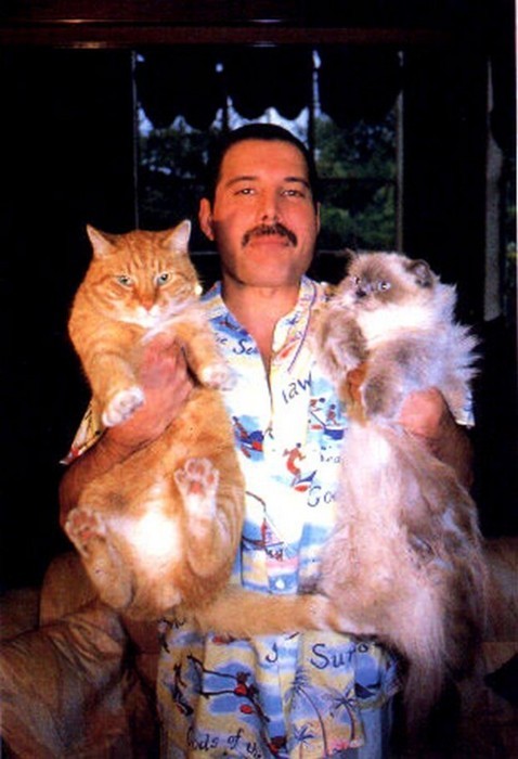 Freddie Mercury's cats