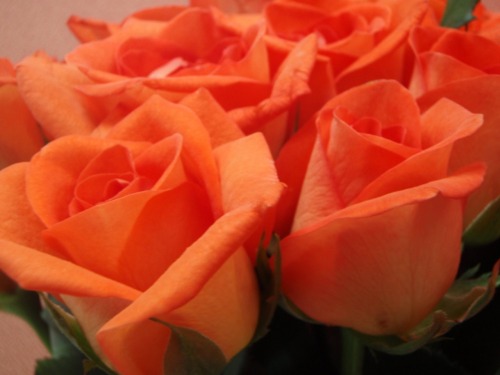 nounforaname: i will leave you tonight, tumblr, with a photo of orange roses (though not as pale as 