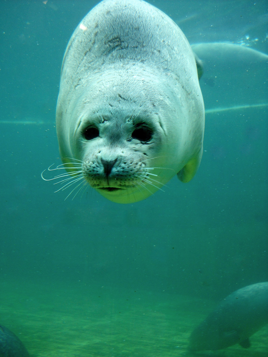 magicalnaturetour:
“ Seal Smile by WolkenWelten
”