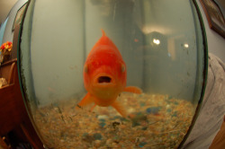 sydneylesseski:  yuppitslyssa:  Mah Lil Goldfish