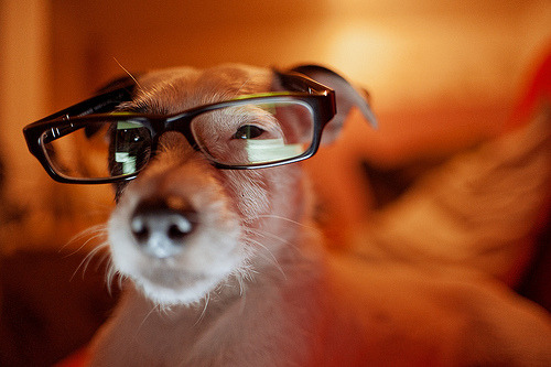 guyswithglasses:  Dear Followers! I have decided to cut back on daily blogging and