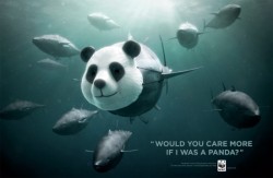 WWF: Bluefin Tuna