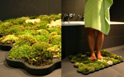 isnoggedharry:  homemadedarkmark:  rampageraptor:  l0vesexandunic0rns:   Live Moss Carpet is a soft grass carpet that thrives from the few drops of water you leave behind when stepping out of the shower or bath.  This is cool.  Growing one as we speak.