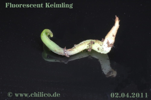 Fluorescent Chili Keimling - wenige Tage alt