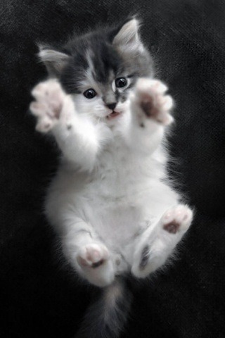 Olhem isso *-*