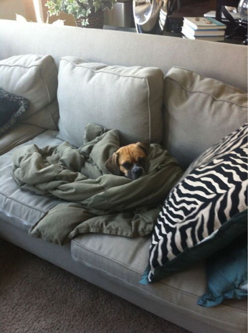 Sable is a snuggle puggle!