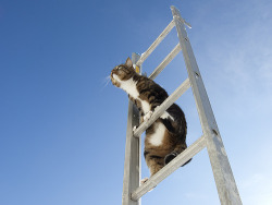 ruineshumaines:  Ladder cat (by kimledin)