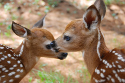 faunis:  Two Fawns (by Bjorn Hanson) 