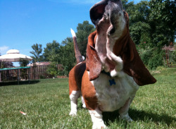 bassethound:  AROO ROO ROO! 